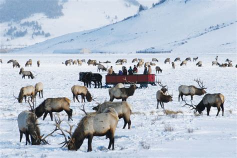 National Elk Refuge Sleigh Rides - Jackson Hole Traveler