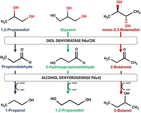 Metabolic pathways for the formation of 1-propanol, 1,3-propanediol and ...