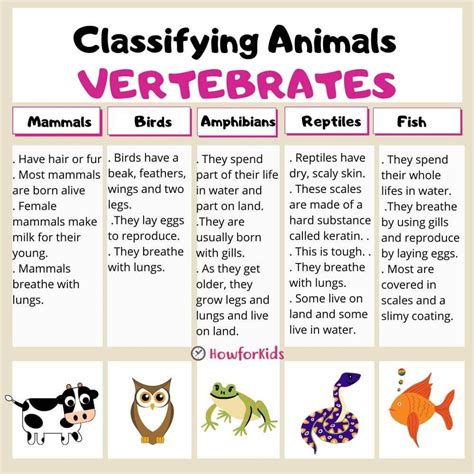 Characteristics Of Vertebrates, Types Of Vertebrates, Classes Of ...