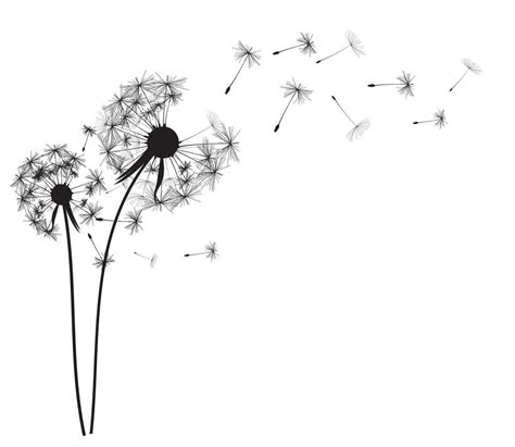 Dandelion Black And White Clip Art