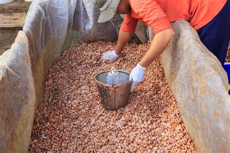 The process of fermenting fresh cocoa beans to make chocolate 3187515 Stock Photo at Vecteezy