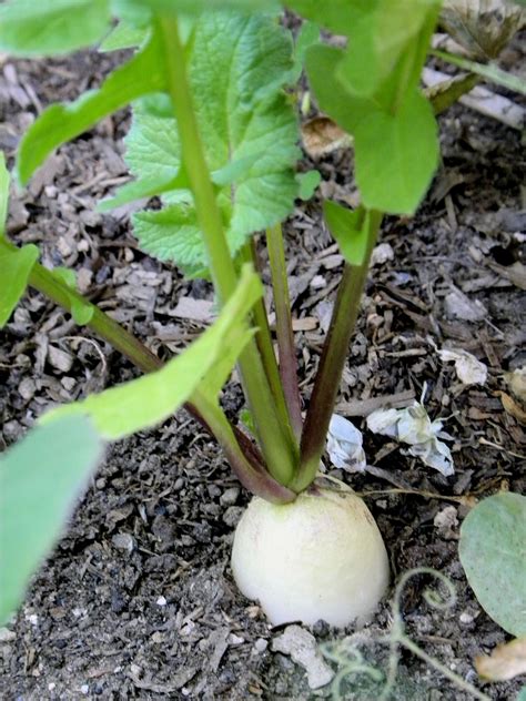 'German White Icicle' Radish | Planting vegetables, Seeds, Growing ...