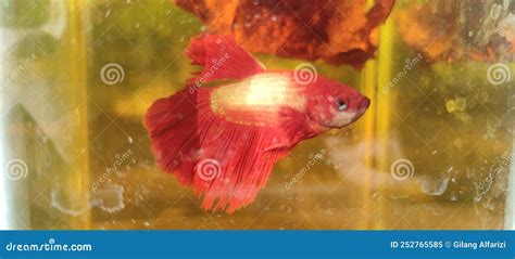 Ikan cupang red dragon stock image. Image of animal - 252765585