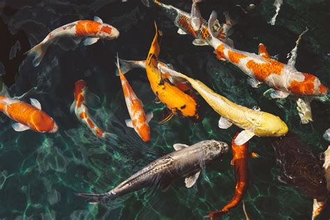 Free Images : water, underwater, swimming, animals, school of fish, koi ...