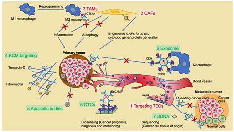 Frontiers Understanding the Complexity of the Tumor Microenvironment in ...