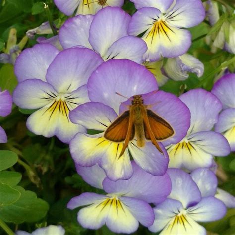 Grow Colorful Viola Flowers as Cool-Season Annuals - Birds and Blooms