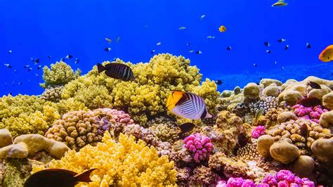 Red Sea Coral Video – Bing Wallpaper Download