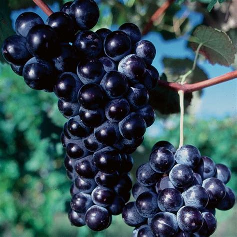 Popular Seedless Grape Vine Collection - Grape Vines - Stark Bro's