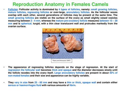 PPT - Reproduction in Camels PowerPoint Presentation, free download ...