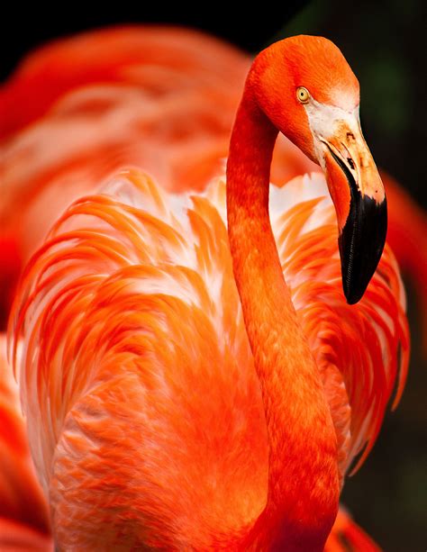 Orange. My color. Bold and a bit unexpected. | Flamingo, Flamingo ...