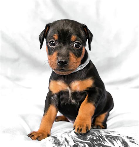 Black Miniature pinscher puppy Photograph by Jelena Maksimova