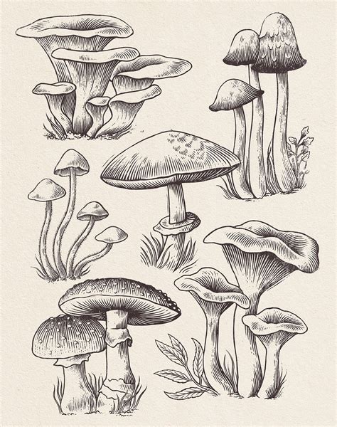 Mushroom Study on Behance | Art inspiration drawing, Art inspiration ...