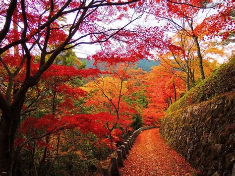 Buy Mount Yoshino: Autumn Leaves 1-Day Tour (Departure from Osaka) | Nara, Japan Tickets ...