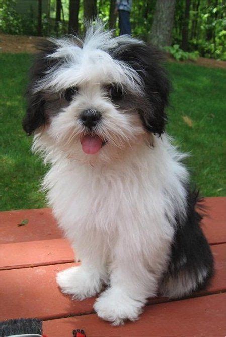 14 Lhasa poo ideas | lhasa, poodle mix, lhasa apso