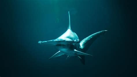 Protecting a Nearly Endangered Species: Tracking Hammerhead Sharks Reveals Conservation Targets