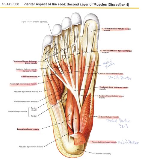 Dorsal Aspect Of Foot Anatomy Image Collections Human On Anatomy Foot Ankl - Geoface #f2d410e5578e