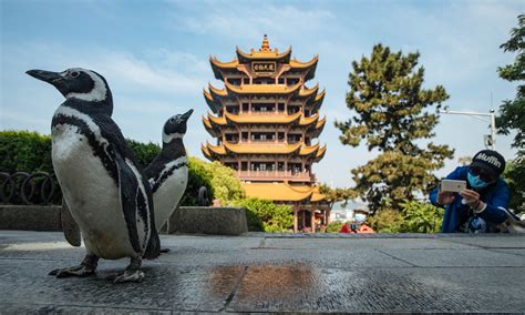 Hubei sees major rebound in tourism during holiday - Global Times