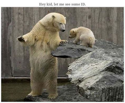 Bears Doing Weird Things (32 pics)