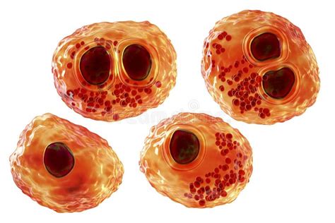 Cytomegalovirus CMV in Human Cell, Owl S Eye Inclusion in Nucleus Stock Illustration ...