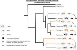 Evolutionary history of inquiline social parasitism in Plagiolepis ants ...