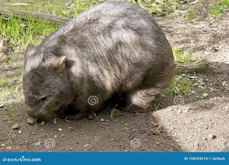 This is a Side View of a Wombat Eating Grass Stock Photo - Image of pouch, hair: 158294218