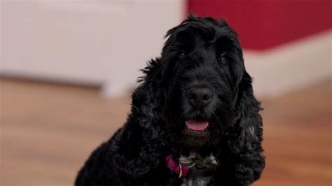 Dog Squad: Best bits of series 1 - CBeebies - BBC