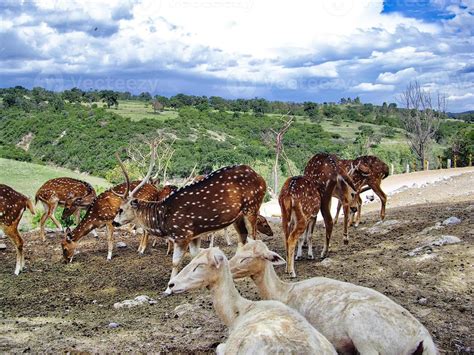 Africam Safari park near Puebla city in Mexico 6901387 Stock Photo at Vecteezy