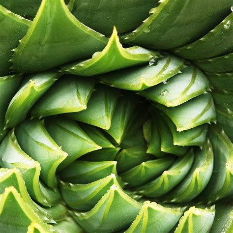 The Incredible World of Cactus in Photos | Fibonacci in nature, Succulents, Fibonacci