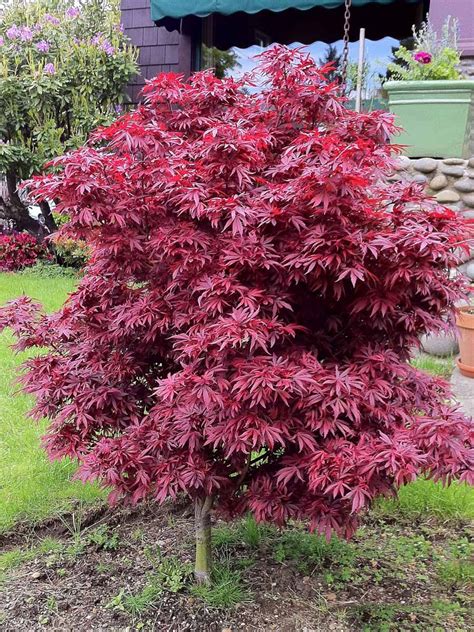 Acer palmatum 'Shaina' | Maple tree landscape, Dwarf trees for landscaping, Japanese maple tree ...