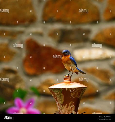 American Blue bird nesting season Stock Photo - Alamy