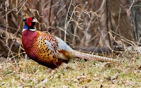 Pheasant Hunting Wallpaper - WallpaperSafari