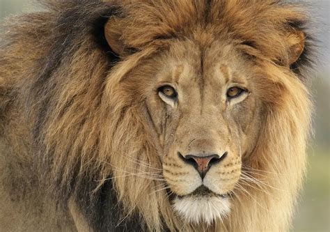 lion - Google Search | National animal of england, National animal, Lion