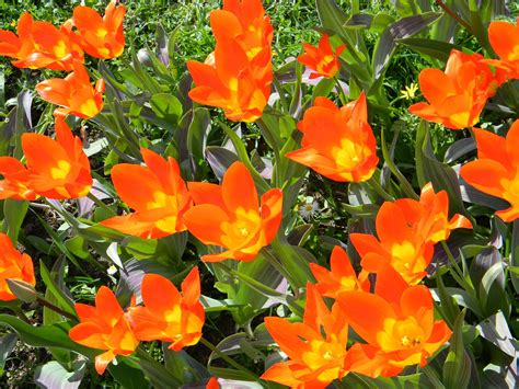 Orange tulips 1 Free Photo Download | FreeImages