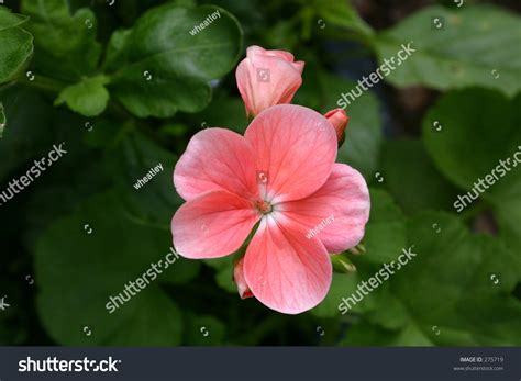 Closeup Of A Bizzy Lizzy Flower Head Stock Photo 275719 : Shutterstock