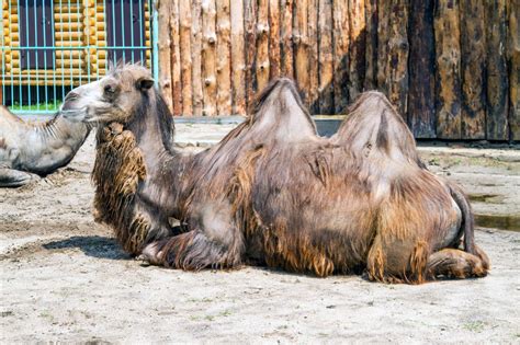 These Animals Found in the Gobi Desert are Really Intriguing - Animal Sake