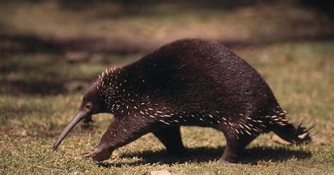 Let's Draw Endangered Species! : ): Long-beaked Echidna