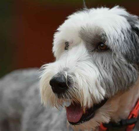 A New Level of Cute: The Sheepadoodle