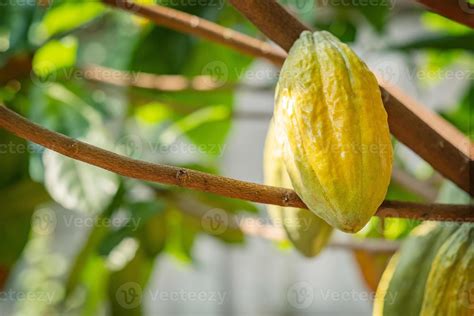 Cacao tree with cacao pods in a organic farm 2529458 Stock Photo at ...