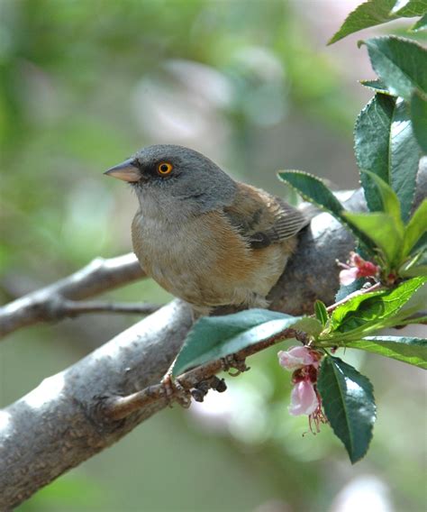 The Next Junco – Earbirding