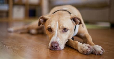 Common Dog Behavior Issues | ASPCA