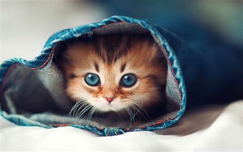 Katze Full HD Wallpaper and Hintergrund | 1920x1200 | ID:555330