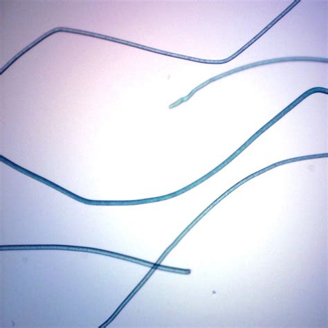 Fibers, Nylon, W.M., Microscope Slide - Walmart.com