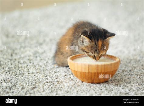 Cute funny kitten drinking milk at home Stock Photo - Alamy