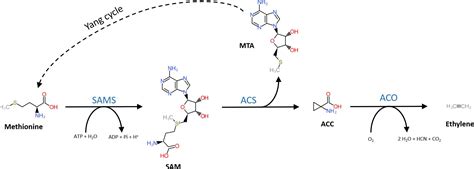 Frontiers | 1-Aminocyclopropane-1-Carboxylic Acid Oxidase (ACO): The Enzyme That Makes the Plant ...