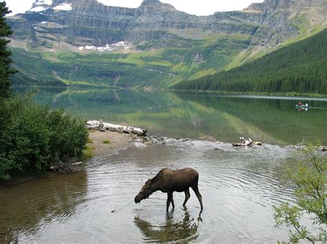 Moose taking a drink at Cameron lake at Waterton Lakes National Park, Alberta, Canada image ...