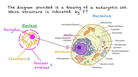 Nucleus Diagram