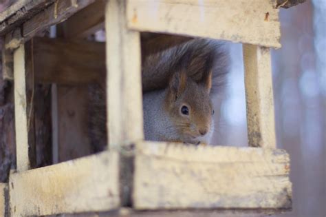 Premium Photo | Squirrel eating seeds in a feeder