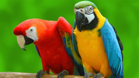 Two Talking Parrots Have Conversation - YouTube