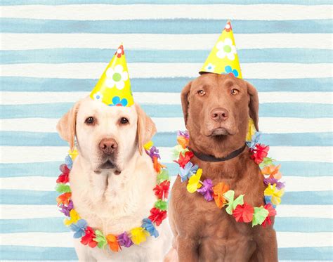 Hunde in Partyhüten Kostenloses Stock Bild - Public Domain Pictures