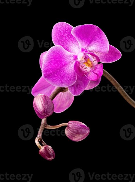 Pink orchid on black 2778313 Stock Photo at Vecteezy